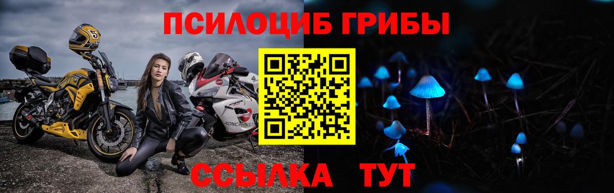 Павлово  хочу наркоту  Псилоцибиновые грибы мухоморы  Вход с VPN  Псилоцибиновые грибы Psilocybine cubensis 